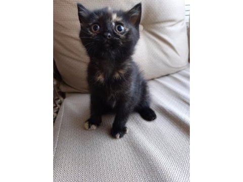 Dişi 2 aylık 2 adet kedimiz