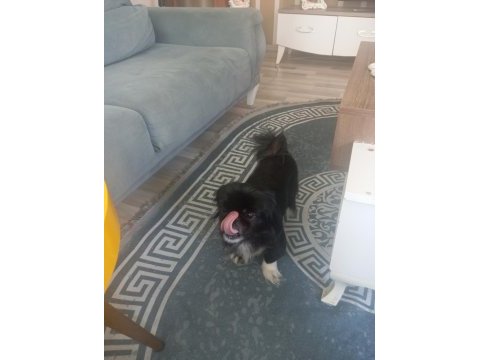 Sahiplendirme köpeğimize iyi bir yuva arıyoruz
