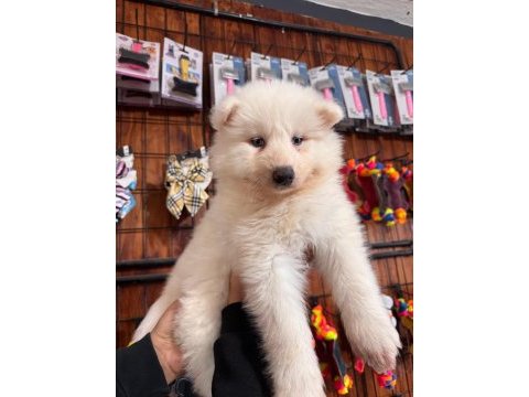 Mükemmel kalitede samoyed bebekler için acele edin