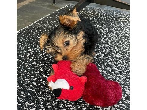 Dişi erkek yorkshire terrier
