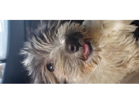 3.5 aylık maltipoo