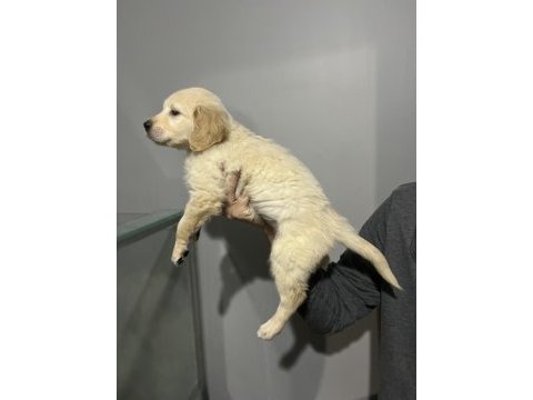 Golden retriever yavrular