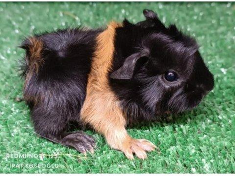 Safkan üst kalite guinea pig yavrular
