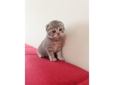 Scottish fold dişi