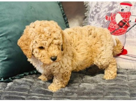 Safkan maltipoo bebeklerimiz