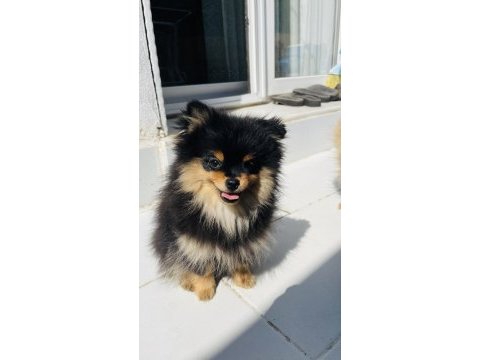 4 aylık güzeller pomeranian boo