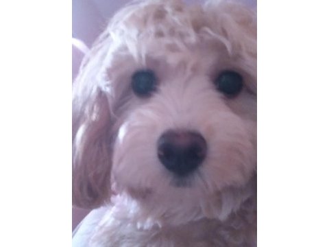 Anne maltipoo baba toy poodle