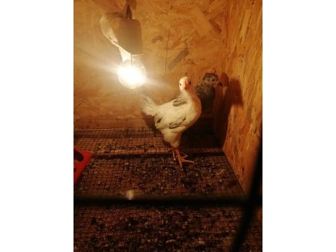Susexs light ve amrucana mavici