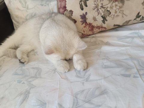 Güzel chinchilla kızımıza bakacak bir yuva arıyoruz