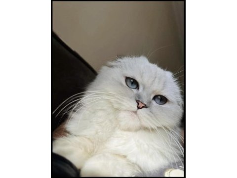 Maviş scottish fold kızımız