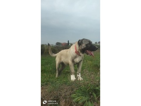 Anadolu aslanı köpeğimiz