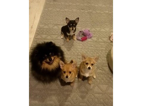 2,5 aylık chihuahua yavruları 2 erkek 1 dişi