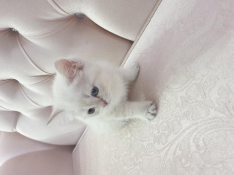 British blue point