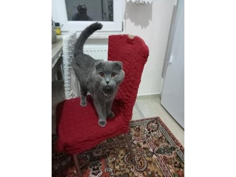 1,5 yaşında british shorthair oğlumuz alfa sahiplendirilecek