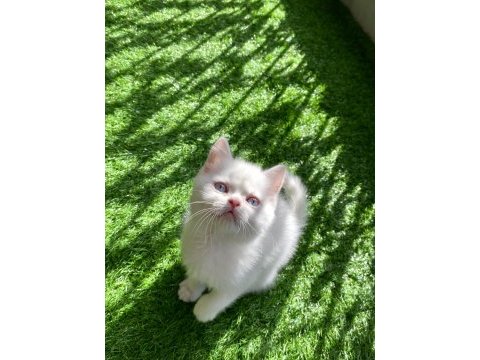 Bembeyaz yavru british shorthair