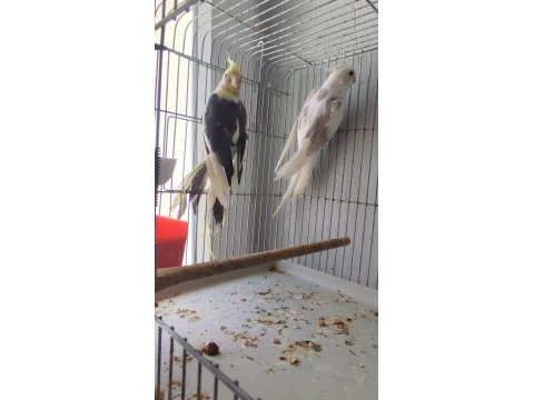 Eşli mutasyon garanti takım sultan papağanı