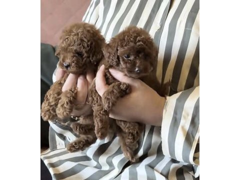Toy poodle köpekler