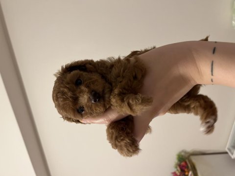 Toy poodle redbrown yavrular