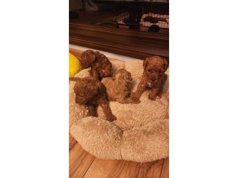 Toy poodle evde bakılan yavrular