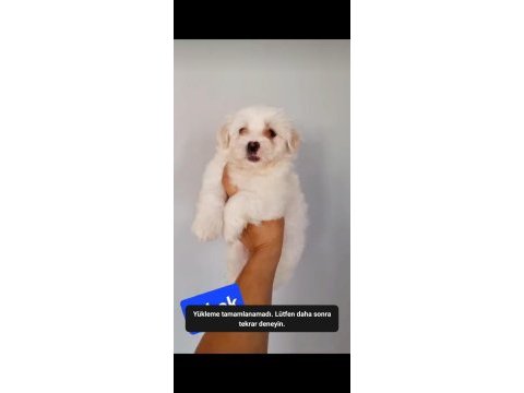 Erkek terrier
