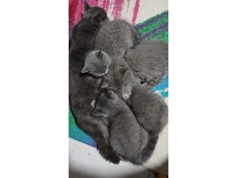 Kedi kızımın ilk yavruları dişi british longhair