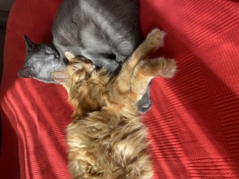 İki minnoş kedi birlikte acil yuva arıyor