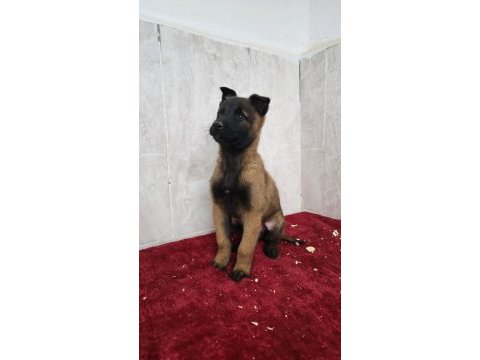 Efsane malinois yavruları