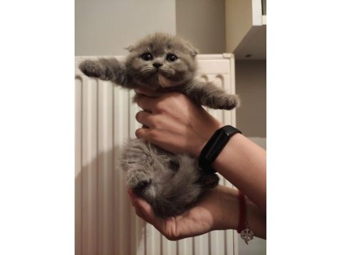 Gri scottish fold dişi ve erkek kedi