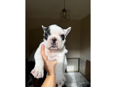 A kalite orjinal french bulldog yavruları 50 günlük