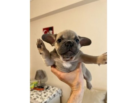 Erkek french bulldog
