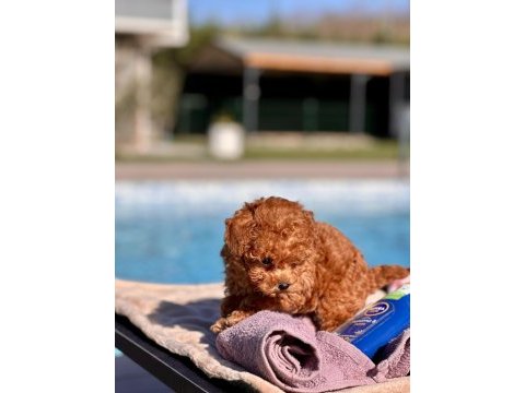 Tea cup poodle yavruları