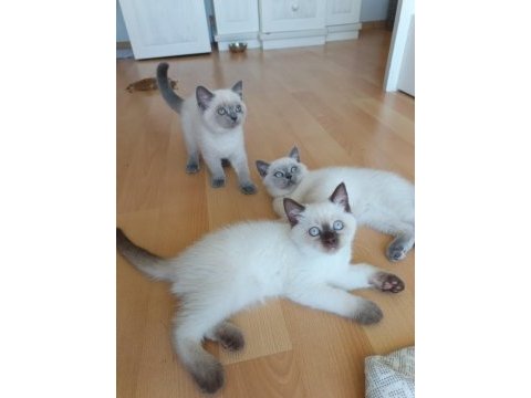 Neşeli british shorthair patiler