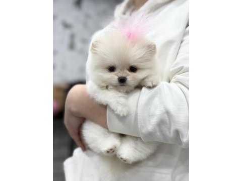 Bir avuç mutluluk pomeranian