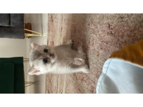 British shorthair yavrularımız hazır