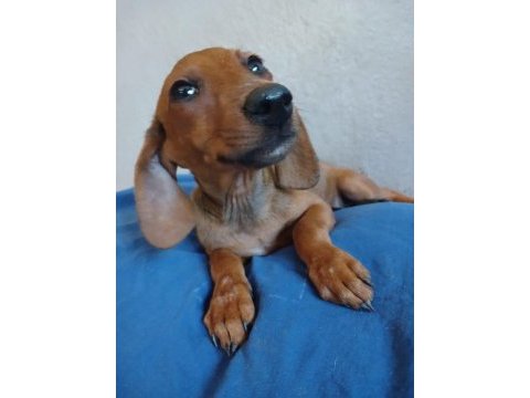 Kızıl dachshund yavrum