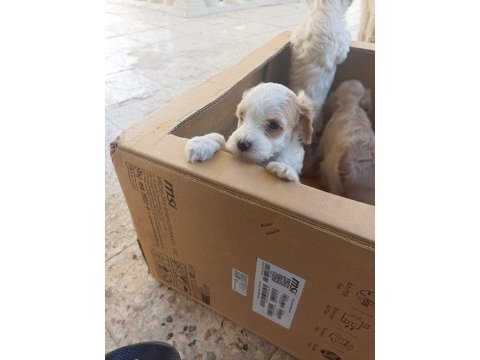 Uyguna terrier köpeğimiz