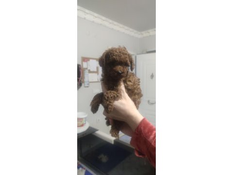 Kore kan toy poodle yavruları