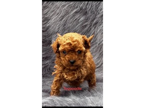 Hayallerinizdeki toypoodle yavrularımız ruhsatlı çiftlik