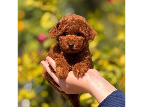 2.5 aylık üst kalite toy poodle dişi yavrumuz