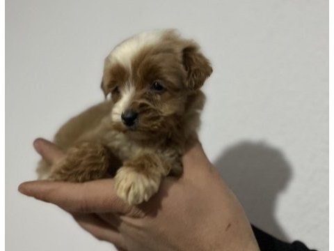 Poodle ayarında maltipoo