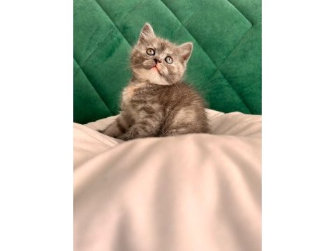 Blue point british longhair