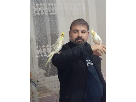 Ele alışkın sultan papağanlar