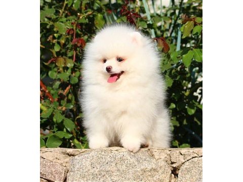 Karbeyaz pomeranian boo