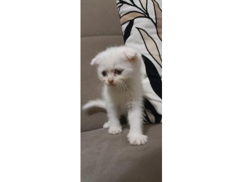 Scottish fold 1 buçuk aylık