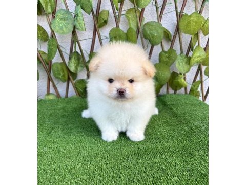 Pomeranian boo erkek