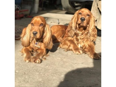Amerikan cocker yavruları