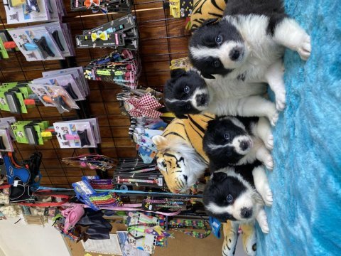 En zeki ırk border collie yavruları