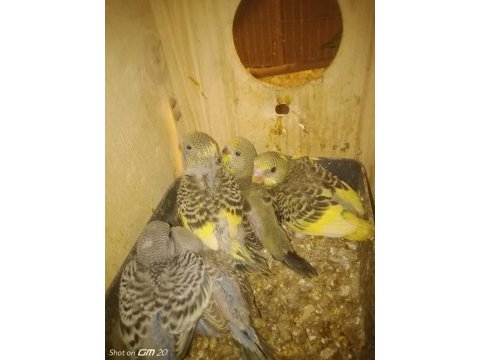 Yeni yeme düşmüş muhabbet kuşu yavruları