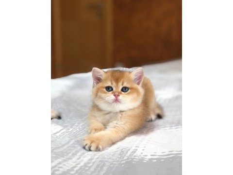 A kalite british shorthair golden yavrular