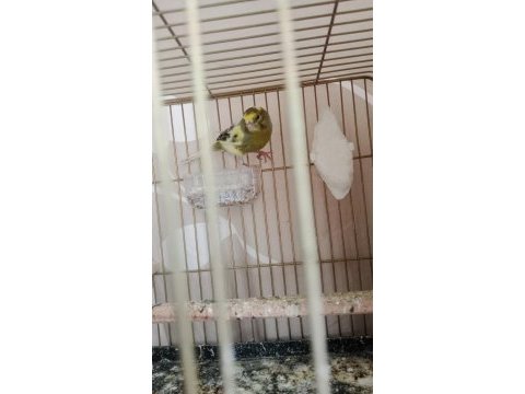 Ötümde genç erkek kanarya